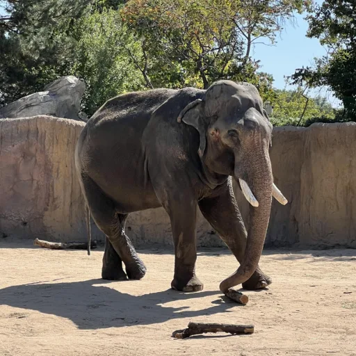 Featured Elephant: Groucho