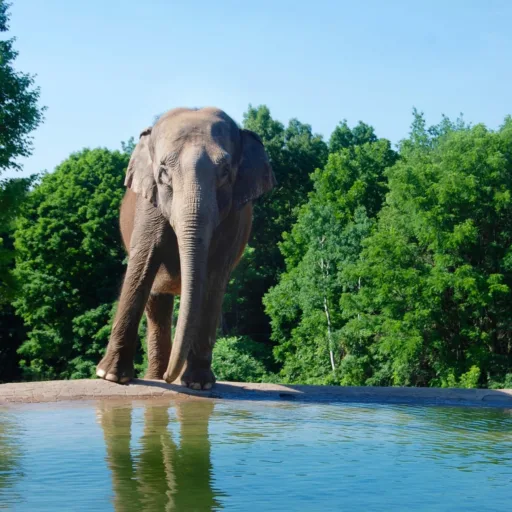 Featured Elephant: Targa