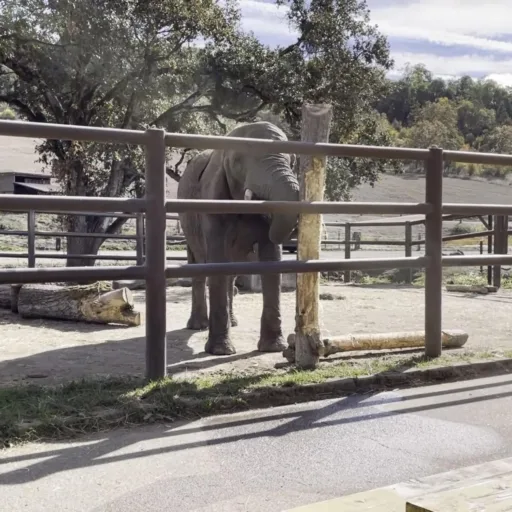 Featured Elephant: Moja