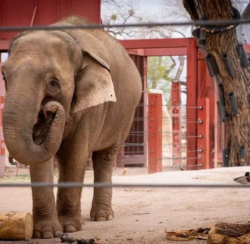 Featured Elephant: Rozie Featured Elephant: Rozie