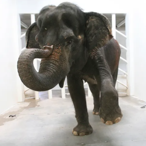 Featured Elephant: Savannah