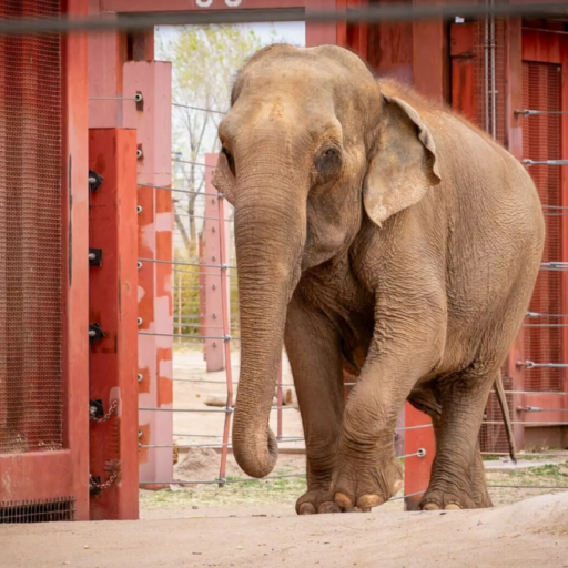 Featured Elephant: Alice