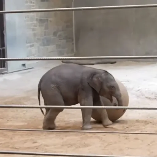 Featured Elephant: Linh Mai