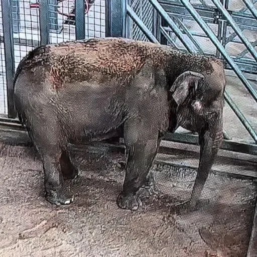 Featured Elephant: Tina