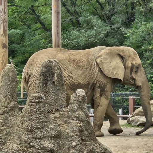 Featured Elephant: Carole